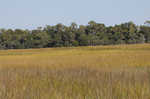 Smooth cordgrass